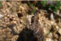 Crocidura pachyura